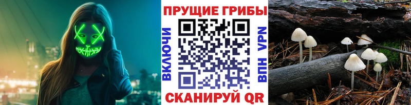 Псилоцибиновые грибы Psilocybe  Купить где  Юрюзань 